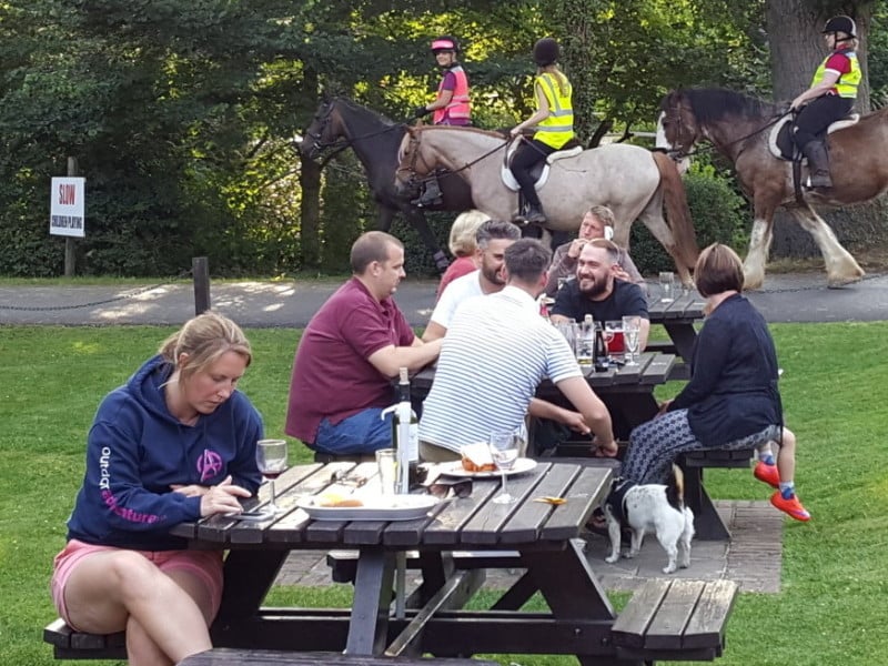New-horses-e1472674640104-800x600